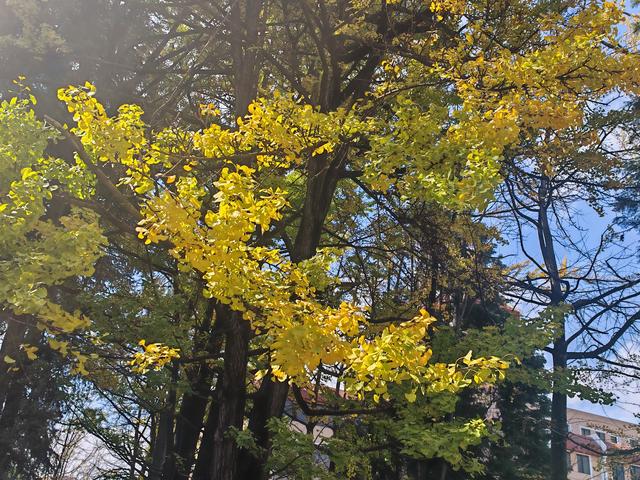 小雪初晴，到云南大学东陆校区寻一抹金黄