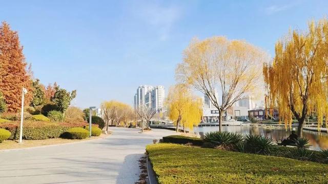 冬意盎然！锦阳河畔垂柳披“金”，绘成冬日美丽画卷！