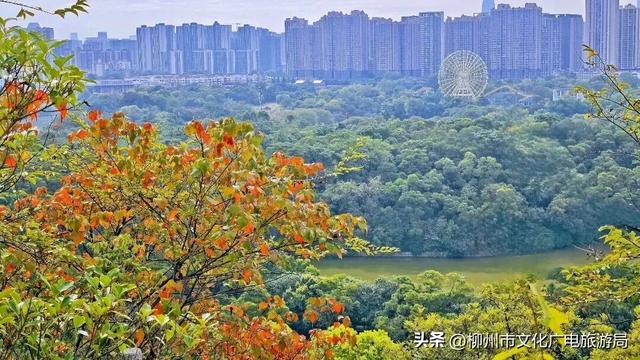 悬崖之上，红韵沸腾！雀儿山进入高光时刻