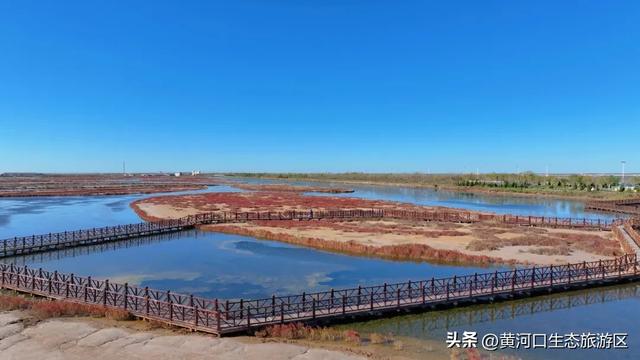 【黄河口生态旅游区】黄河口最美观鸟季已上线，赏鸟正当时！快来邂逅候鸟之约吧！