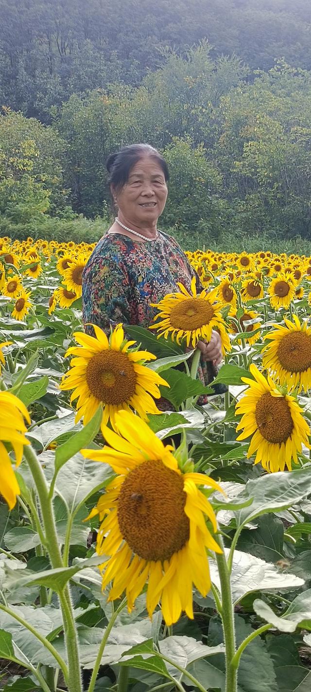 鸭凫峪鹿走沟向日葵🌻花海惊艳亮相！