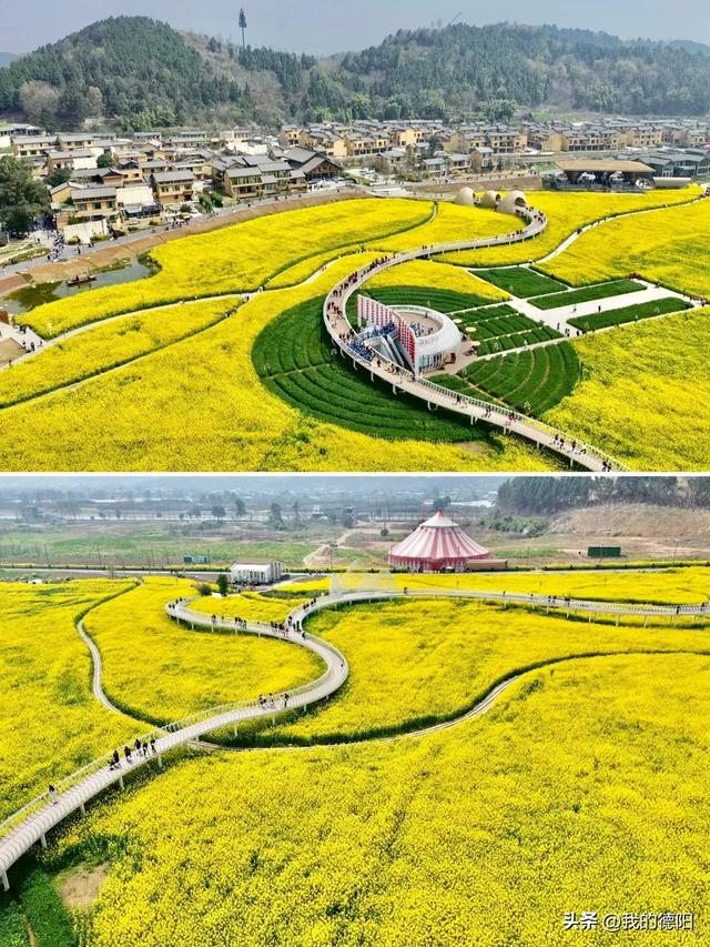 黄了！德阳人彻底坐不住了！这个周末就去！