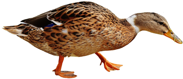 阿里88与哪吒3的故事：乘法表超快巧学大秘诀魔法花园（1）