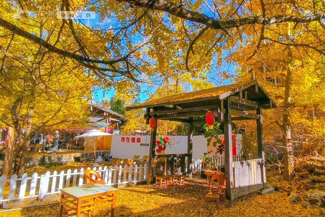 11月的云南腾冲，3000株银杏迎来黄金观赏期，美成人间仙境！