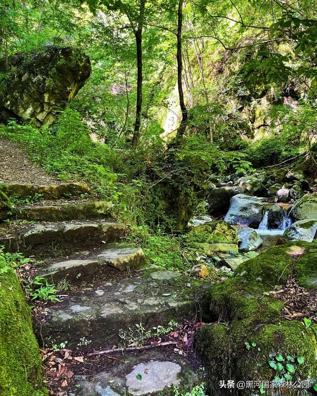 立减10℃!绿色天然避暑胜地,就在黑河国家森林公园→