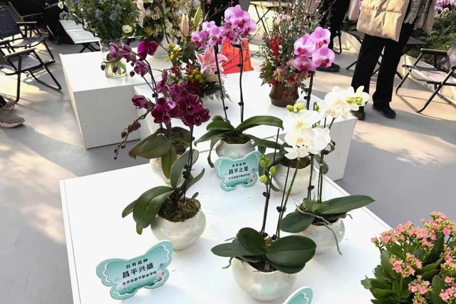 来逛超大冬日花果游园会，2026北京兰花文化嘉年华在昌平开幕 | 动态