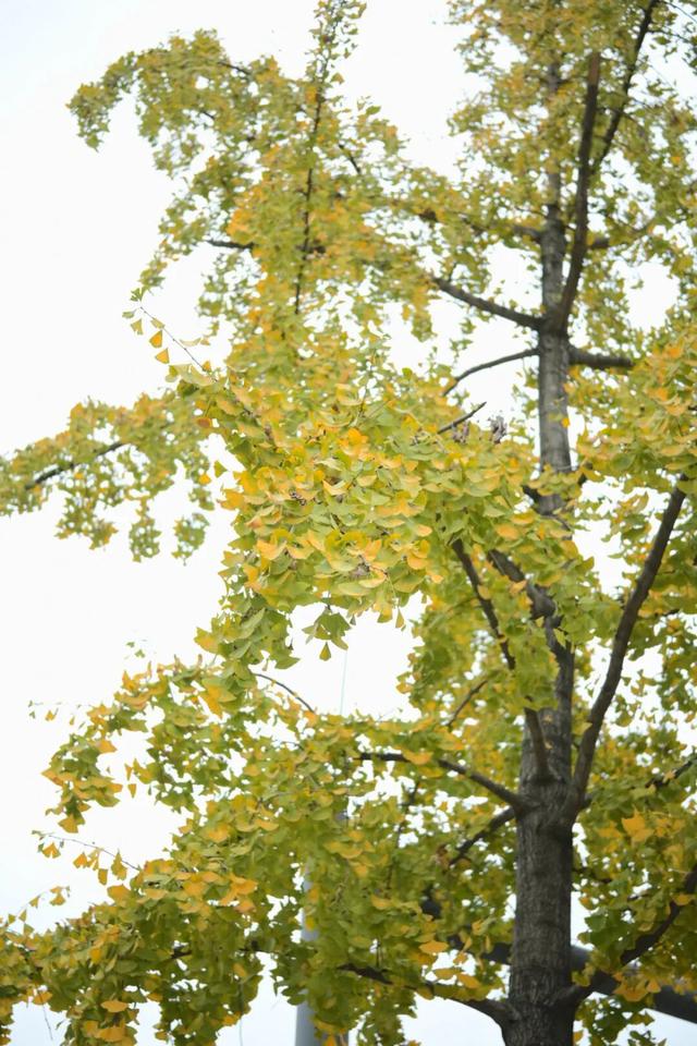 落叶缓扫，快来新津比“叶”！