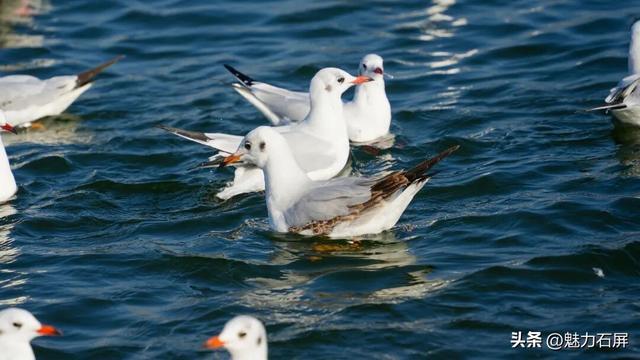 旅居吧！在石屏阳光灿烂的冬日里