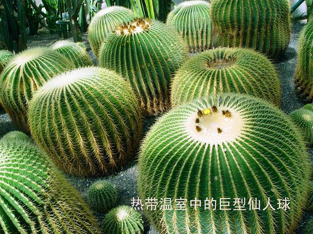 北京旅游：走进西山脚下的植物园（图）