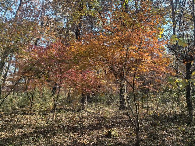 南京老山郊野一日徒步，从狮子岭兜率寺到汤泉惠济寺