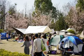 上海顾村公园突发公告：今起调整！这里1天涌入10万人！有市民出行傻眼：1公里开半小时图片