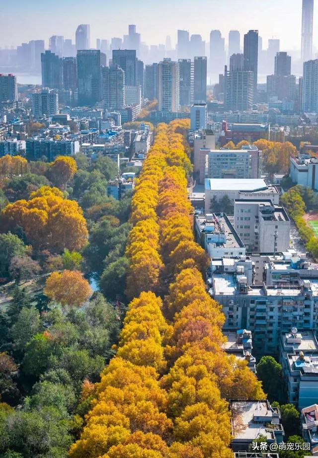 武汉深巷现绝美秋景，六百棵法桐换装，游客误入金色秘境
