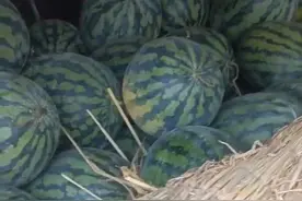 从广西拉10吨西瓜至重庆未及时卖完，货主称西瓜烂掉货车司机要担责，双方各执一词为哪般？图片