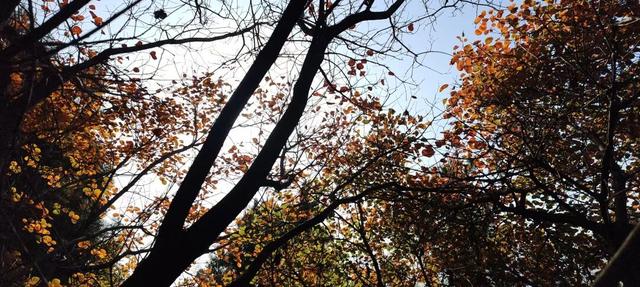 寻美薛城丨初冬最美的树！红叶似火满树红，乌桕树便是季节打翻的调色盘！