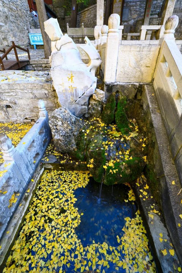 济南的这些千年银杏树美得正当时,最后“黄金期”快去打卡!