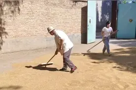 这个老人今年90岁了，他还在麦场上挥动着推板，晒麦子图片