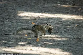 放弃坚果狂吃肉？加州松鼠时兴捕田鼠吃，专家：尝过肉就停不下来图片