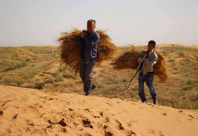 美媒：中国不可怕，可怕的是中国只用10万头猪，就解决了治沙难题