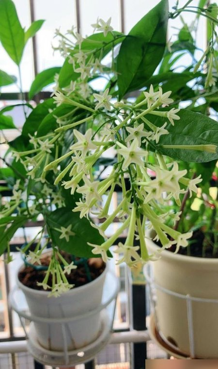阴花不能进阳宅！这5种花“打死”也不养,家里若有？快挪走！