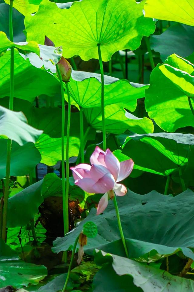 藕花深处棹歌远，江汉夏日荷风集