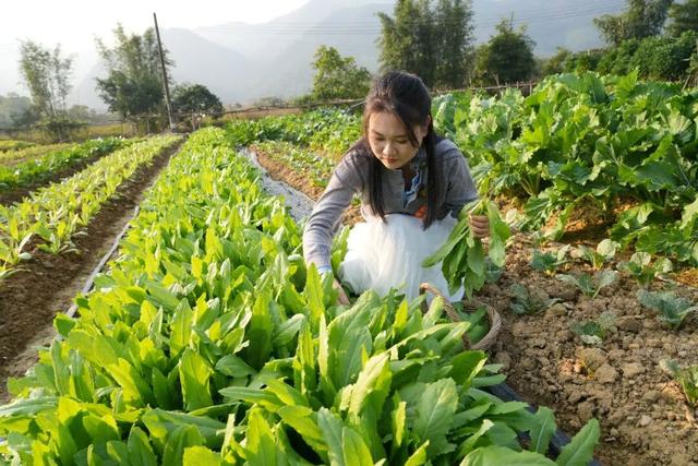 泥烩鸡、采摘、露营、民宿……肇庆这个500亩庄园，太会玩了！