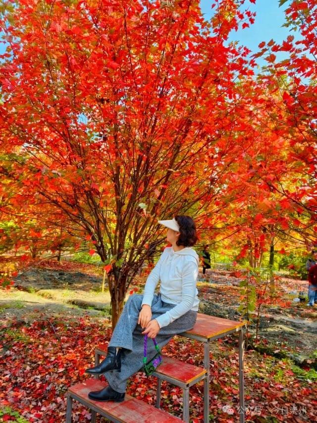 绝美！快来崇州收藏这份限定秋色