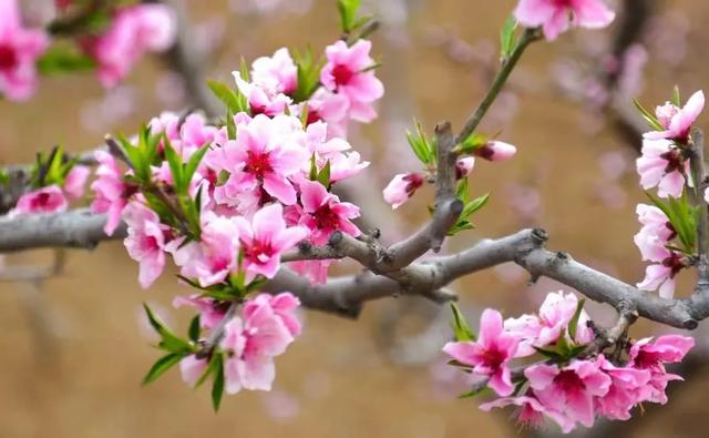 济南周边游|钢城区赏花地图上线啦，这三条旅游线路超有看头！