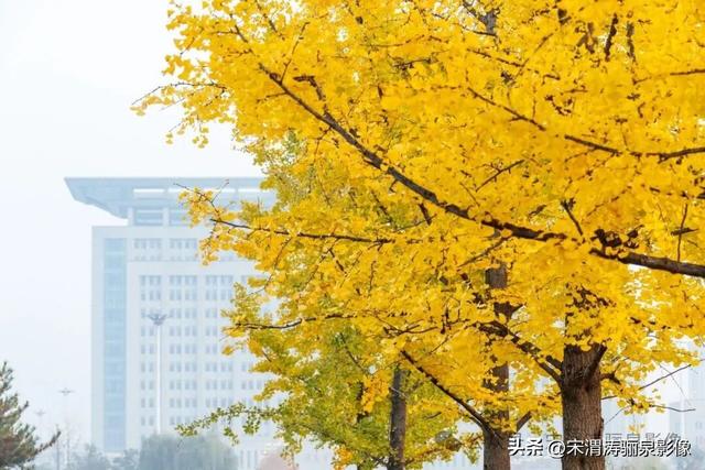 陕西渭南：人民公园银杏林色彩纷呈 祥和美丽 秋色宜人