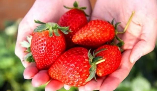 东京采草莓景点10选:新宿、涩谷当日来回、多样草莓品种吃到饱