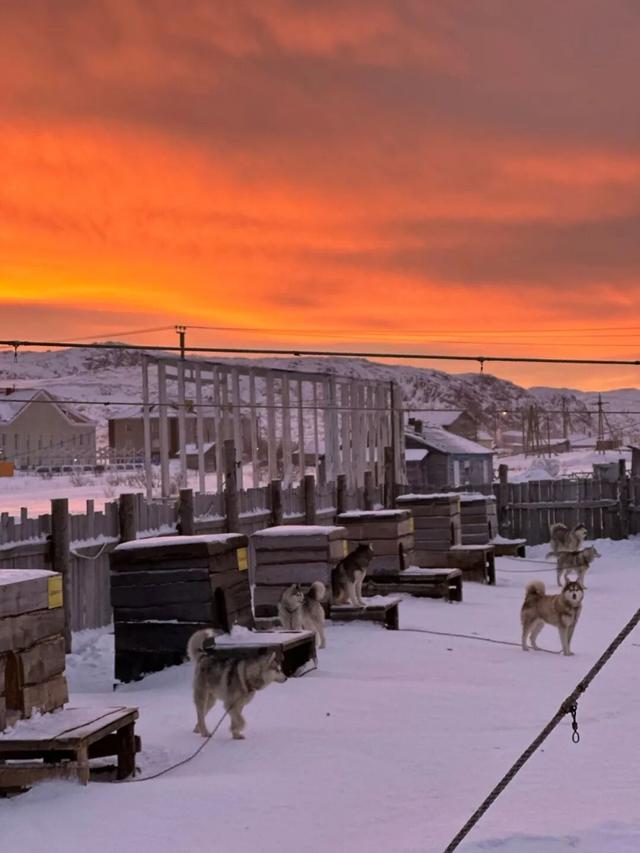 爆火的东北游里，“比家猫还乖”的雪狐不正常
