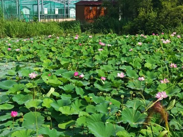 黑龙江宝清：知青返乡畅游大美湿地