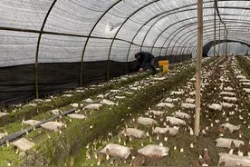 一口鲜掉眉毛！湘江村羊肚菌不愁卖图片