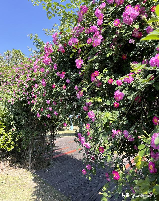 成都蔷薇花开爆了，免费才是最美，花墙瀑布很惊艳，太适合拍照！