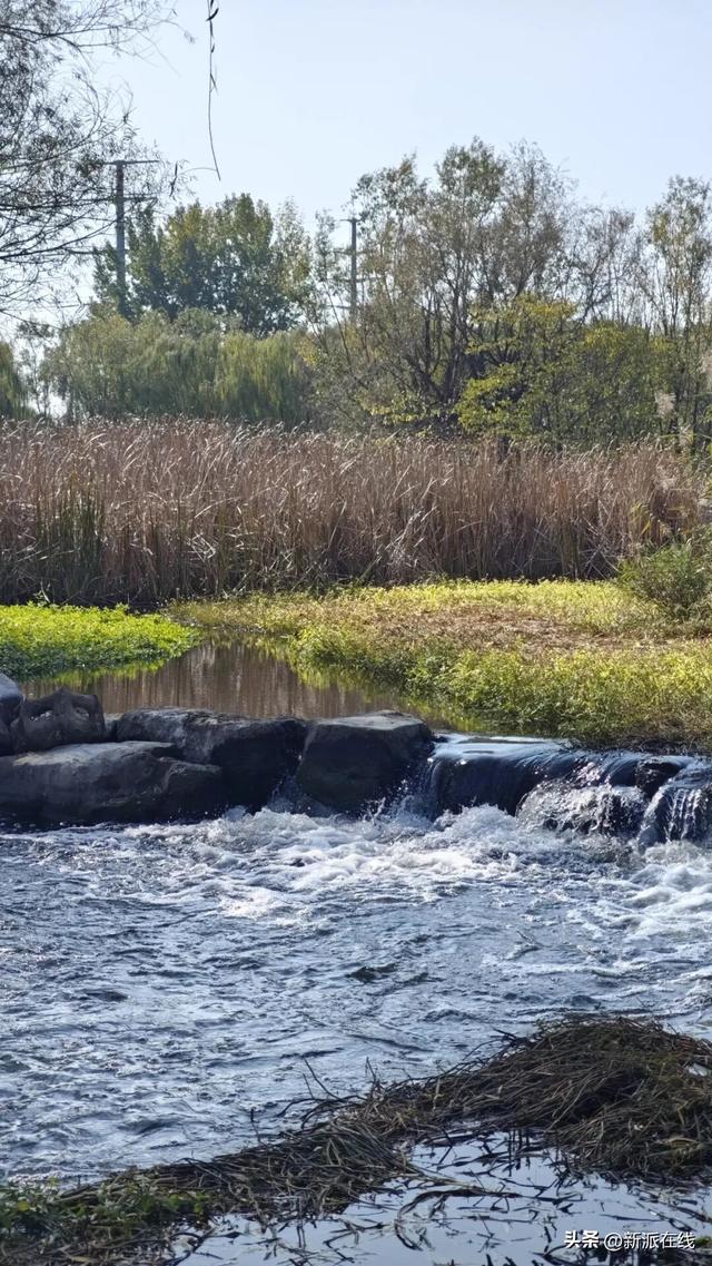 立冬已至，潍坊的秋意仍浓，这里的风景绝美