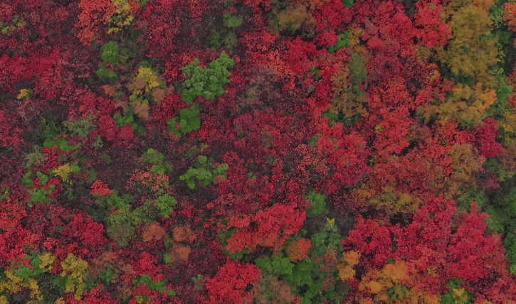 接下来的一个月，来汉中赏红叶就对了