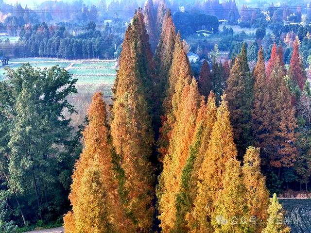 出片率100%！为崇州这些高颜值路连发三天朋友圈！