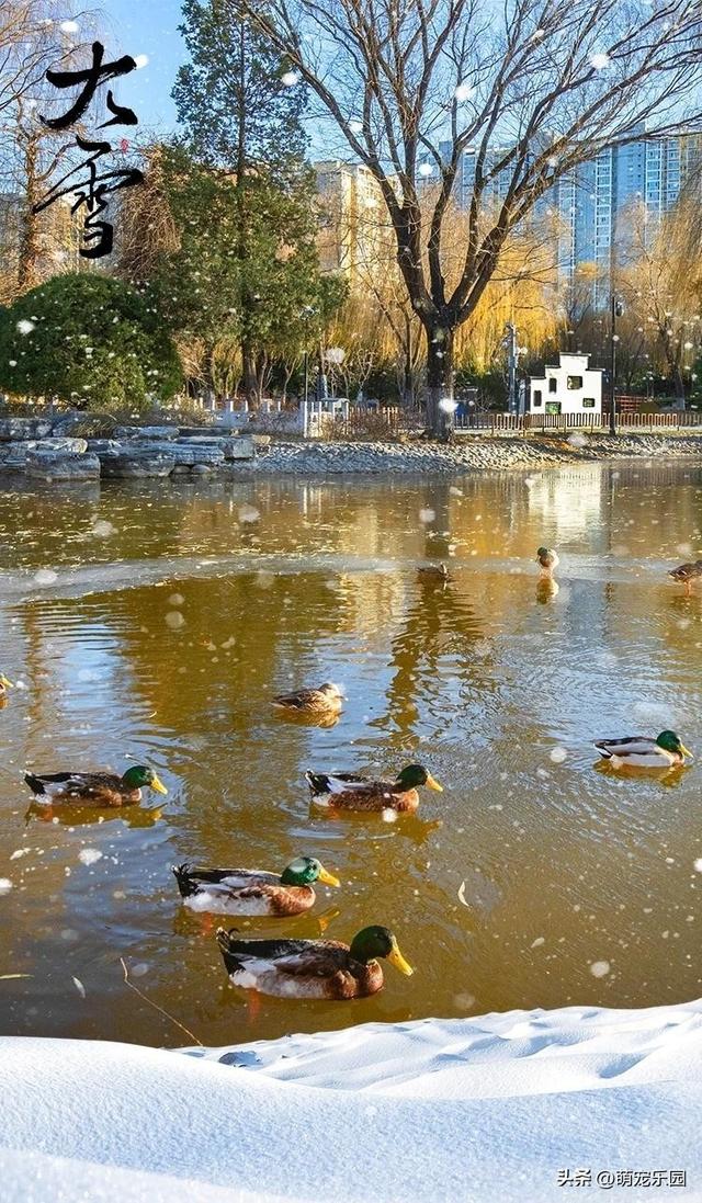 大雪节气来临，农民笑开花，城里人却愁眉苦脸