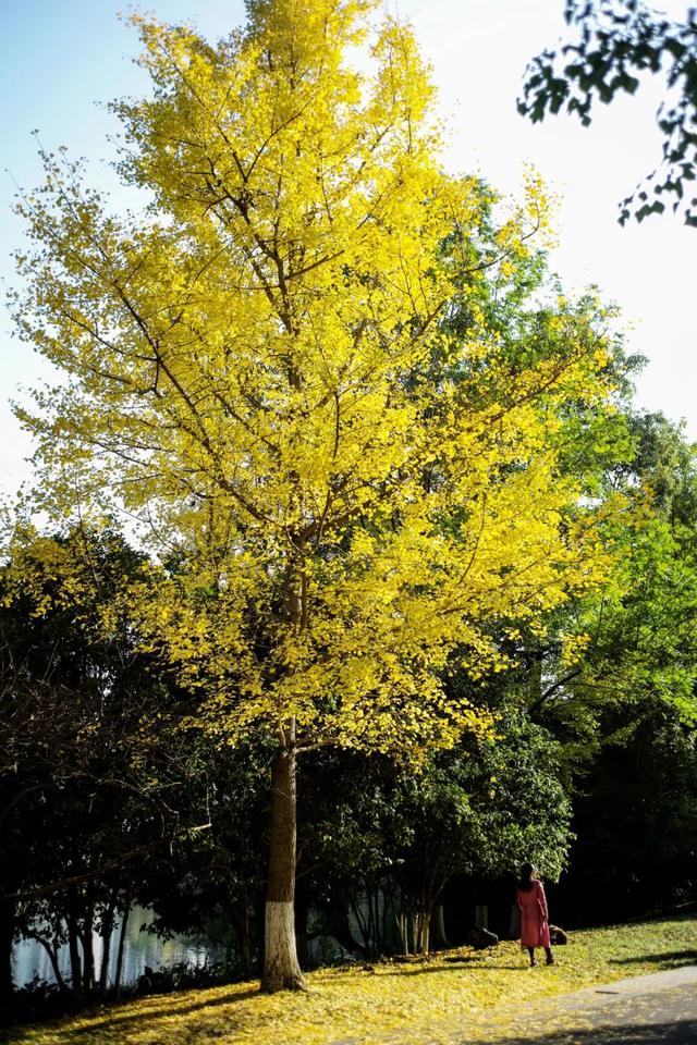 这个“名牌加身”的西南山城，正适合淡季来玩！