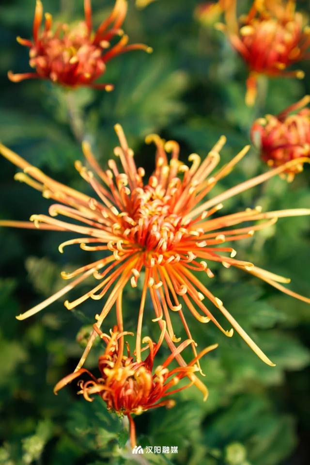 汉阳秋游隐藏副本：逛童话世界，刷个顶流花展