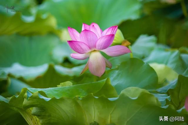 跑苍南黄金海岸线时走错路，邂逅离海浪沙滩最近的荷塘，花开仍艳