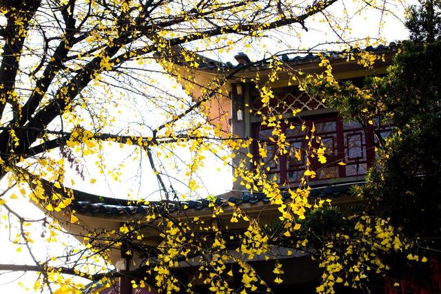 接下来，长沙的天花板级秋景在这里！一年中的颜值巅峰期，美哭！