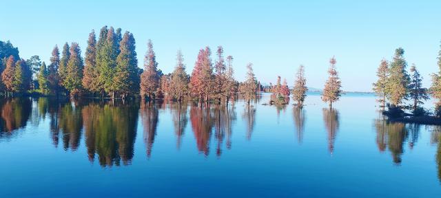 鲸鱼湾旁滇池边，水杉红透冬日水境