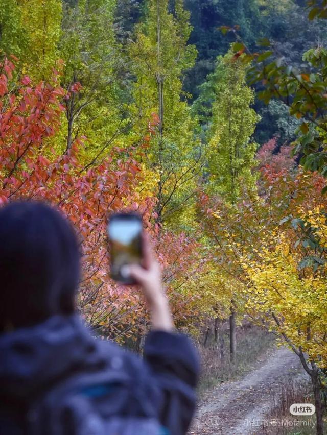 黄了！彩了！1h刹拢成都最近赏秋地，徒步拿奖牌、邂逅古寺银杏！老街美食好吃惨！
