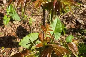 矮化香椿树，家里实现香椿自由？靠谱吗？嫩芽摘不完还能当绿植 ！图片