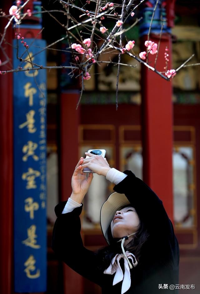 昆明大观公园梅花开了