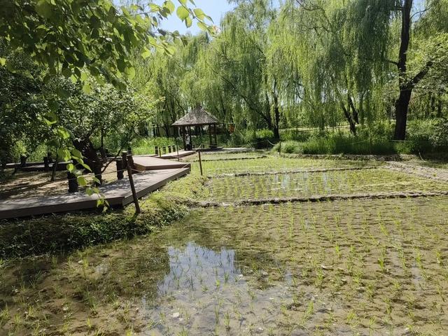 在康熙畅春园遗址上建的北京海淀公园