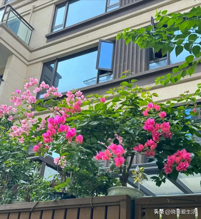 昆明一户人家门口，开出了5层楼的“花瀑”，太美，太壮观了~