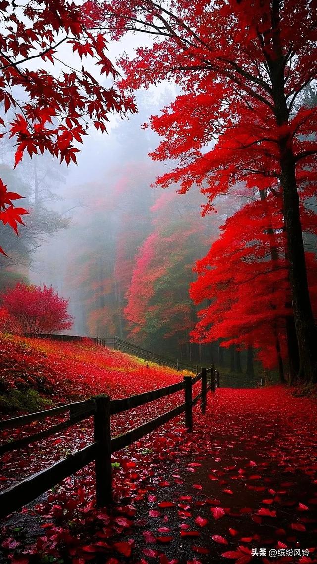 秋天的红叶