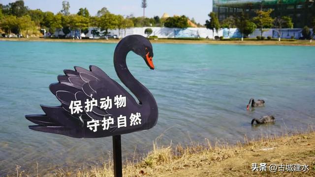 黑天鹅在建水五龙湖的前世与今朝