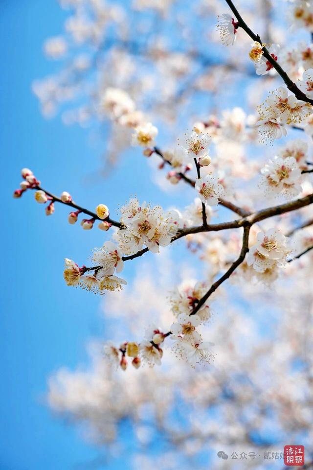 不负春光！来绵阳，赴一场浪漫花事